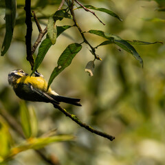 A very active bird hangs on a branch. Beautiful yellow color of the belly. The bird hangs on a branch, paws up.