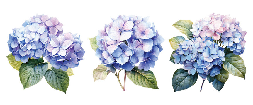 Watercolor set of a hydrangea flowers isolated on white background. Generative AI.