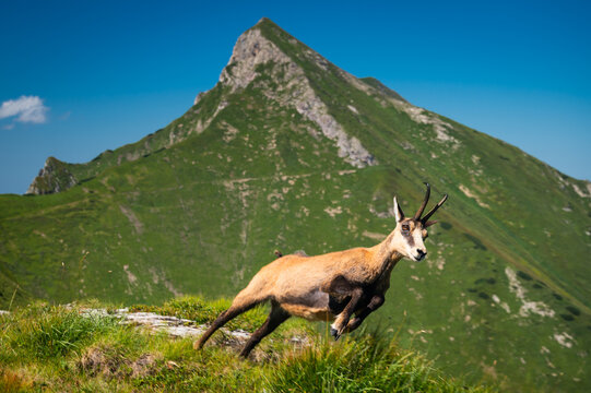 A Tatra chamois gracefully leaps across the vibrant green meadow, with the iconic Havran peak in the Belianske Tatras rising majestically in the background