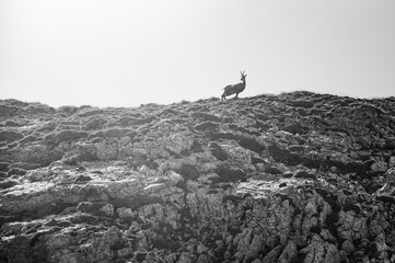 Tatra chamois thrive on the emerald slopes of this unspoiled mountain landscape. Black and White photo