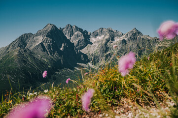 In the midst of summer, the High Tatras reveal their magnificence, while delicate lavender blooms gently blur into the foreground, enhancing the scene's allure