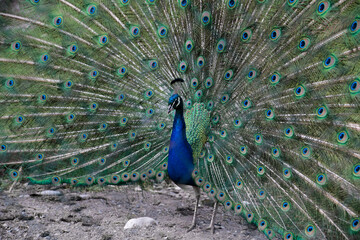 Fototapeta premium Gorgeous peacock spread its tail