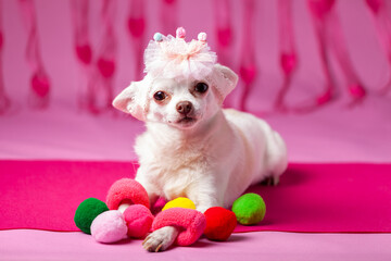 chihuahua with tiara looking at camera on pink background, Barbie fashion, space for text,...
