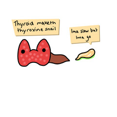 Hormones Are Slow Thyroxine Science Illustration Drawing Educational