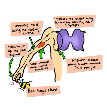 Bee sting Reaction Relay Neurone Reflex Response Diagram Science Illustration Drawing Educational