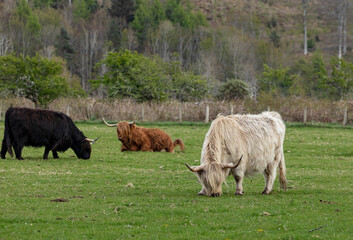 Fototapeta premium Three different coloured Highland Cattle
