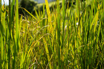 Diseased rice leaves, summer rainy season