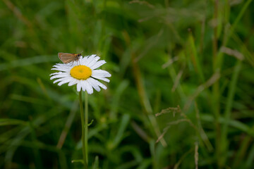 Skipper insect on wet white flower with green grassy background