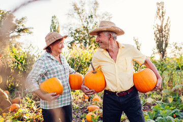 Family couple of senior farmers pick pumpkins in autumn field at sunset. Happy workers harvest...