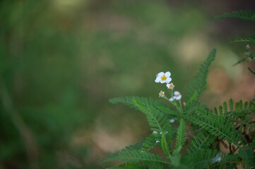 small white flower in fern with green background with room for copy