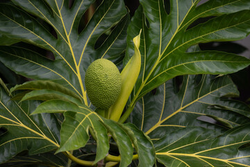 breadfruit in tree