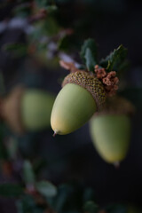 acorn in oak tree