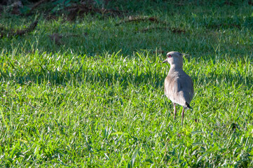 quero quero  in the grass