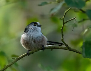 Long tailed tit perched on a branch of a tree in the woodland