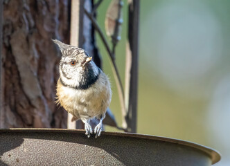 Very rare scottish woodland bird, the crested tit.  Here in its natural environment in Scotland...