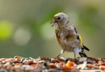 Juvenile gold finch eating from a bird table in the woodland