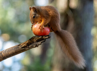Cute scottish red squirrel eating an apple in the woodland