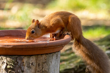 Close up of a cute scottish red squirrel drinking water on a hot day in the forest