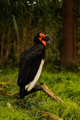 Southern ground hornbill © Travis