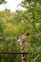 giraffe in the zoo