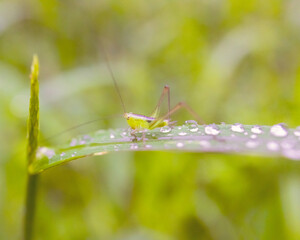 Fototapeta premium Green Grasshopper on grass, Galapagos