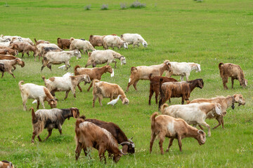 Herd of goats grazing in pasture