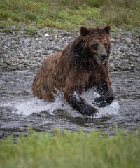 Fishing Brown Bear, Pack Creek, Admiralty Island, Alaska