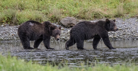 Brown Bear Cubs, Pack Creek © Betty Sederquist