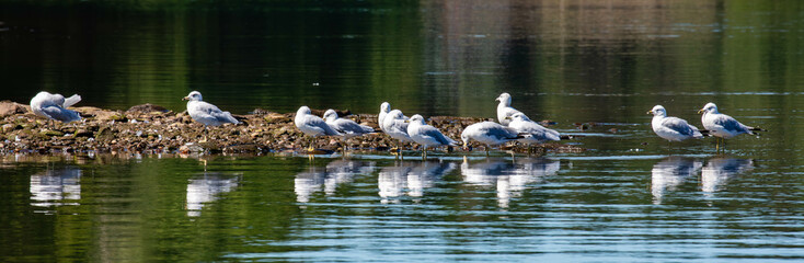 Ring-billed Gulls standing on a rock pile in Lake Nokomis, Wisconsin