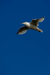Obraz premium Ring-billed Gull flying under a blue sky with copy space