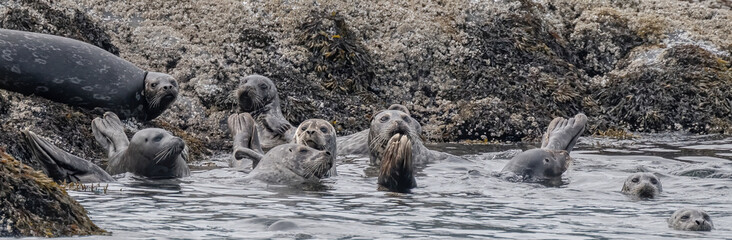 Harbor Seals, Alaska
