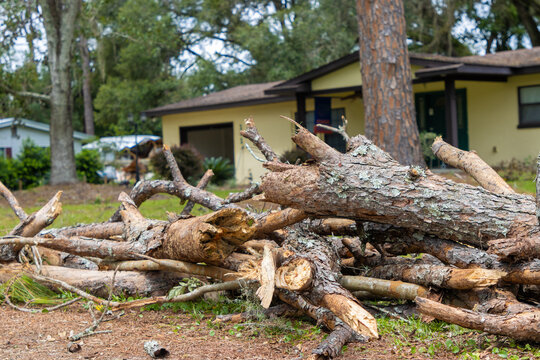 Broken tree branches