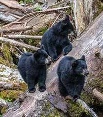 Black Bear Triplets