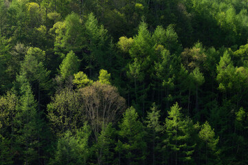 朝の日差しに輝く新緑のカラマツ林 - obrazy, fototapety, plakaty