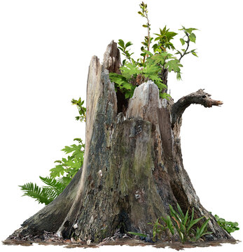 Old tree trunk. Dead tree isolated on transparent background. Stump isolated.	