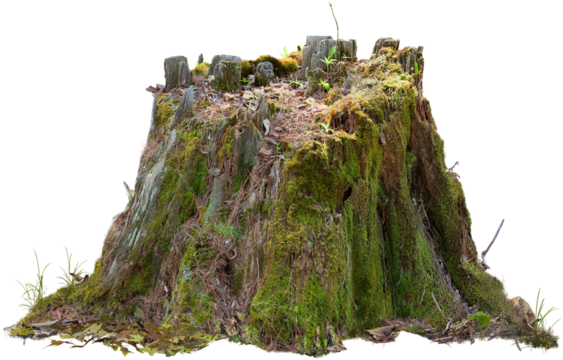 Old tree trunk. Dead tree isolated on transparent background. Stump isolated.	