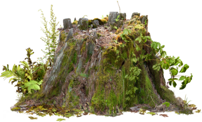 Old tree trunk. Dead tree isolated on transparent background. Stump isolated.	