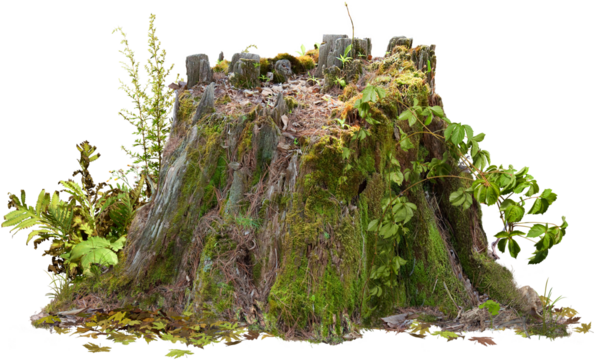 Old tree trunk. Dead tree isolated on transparent background. Stump isolated.	