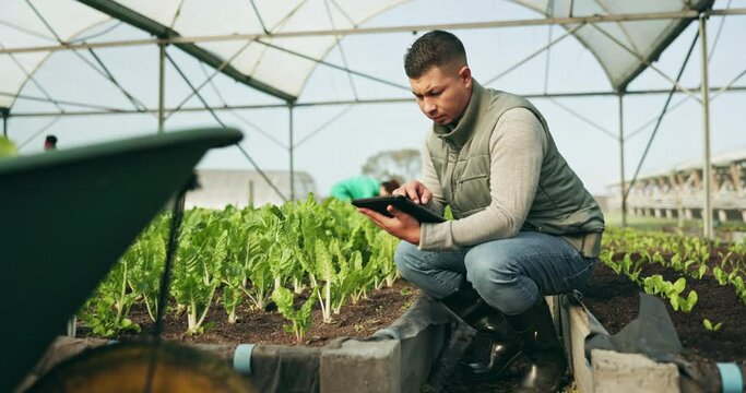 Farmer, tablet and greenhouse plants, farming and gardening or agriculture inspection for data management. Man, seller or entrepreneur for growth, vegetables and typing numbers on digital technology