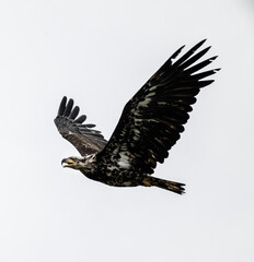 Young Bald Eagle in Flight
