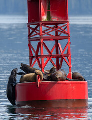 Steller Sea lion on Buoy north of Petersburg
