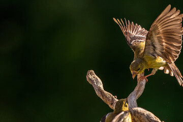 Goldfinch flying onto a branch