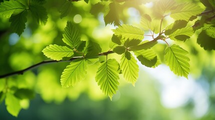green leaves on a branch