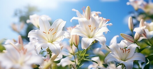 lilies flowers white lilac pink with morning dew water drops in garden on fron blue sky ,nature plant 