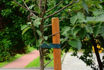 A small tree with a tree support and support beam