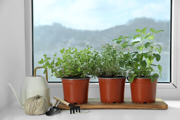 Different fresh potted herbs and gardening tools on windowsill indoors