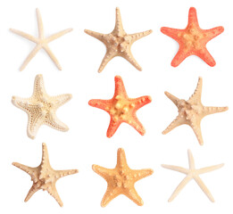 Fototapeta na wymiar Set with sea stars isolated on white