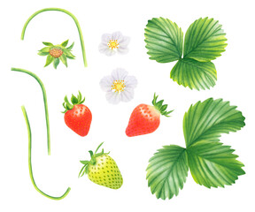 Set of strawberries, leaves and flowers isolated on transparent background. Watercolor hand drawn illustration. For advertising, packaging, menus, invitations, business cards, postcards, printing.