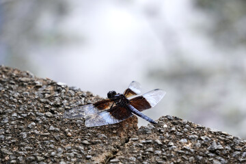 Black and White Winged Dragonfly on Rock Ledge