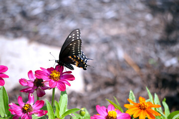 Black Swallowtail Butterfly on Flower